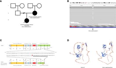 Case report: A familial B-acute lymphoblastic leukemia associated with a new germline pathogenic variant in PAX5. The first report in Mexico